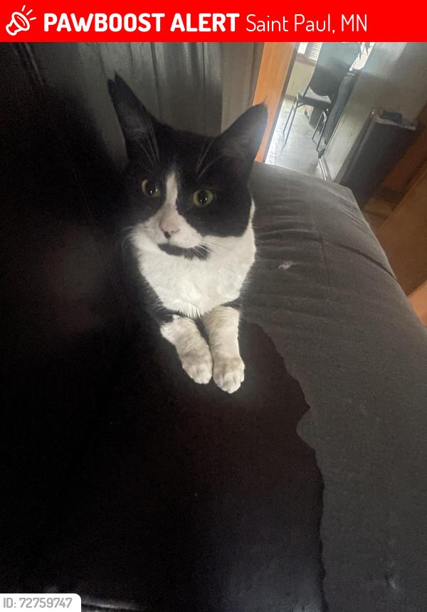 Lost Male Cat last seen last seen on jackson street , Saint Paul, MN 55117