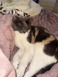 Found/Stray Unknown Cat last seen Lockwood Nevada , Lockwood, NV 89434