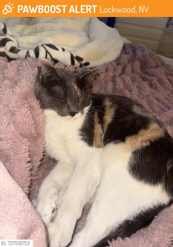 Found/Stray Unknown Cat last seen Lockwood Nevada , Lockwood, NV 89434