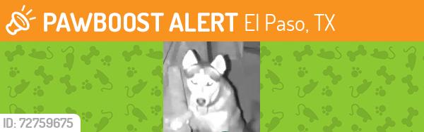 Found/Stray Unknown Dog last seen Eastland, El Paso, TX 79907