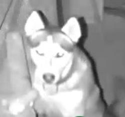 Found/Stray Unknown Dog last seen Eastland, El Paso, TX 79907