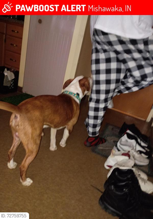 Lost Male Dog last seen Riverview, Mishawaka, IN 46545