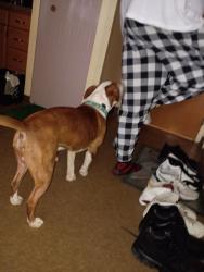 Lost Male Dog last seen Riverview, Mishawaka, IN 46545