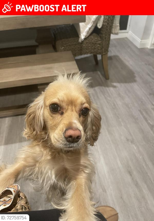 Lost Female Dog last seen haven and hermosa by deer canyon , Rancho Cucamonga, CA 91701