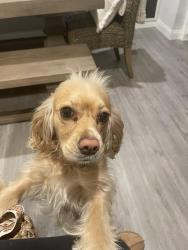 Lost Female Dog last seen haven and hermosa by deer canyon , Rancho Cucamonga, CA 91701