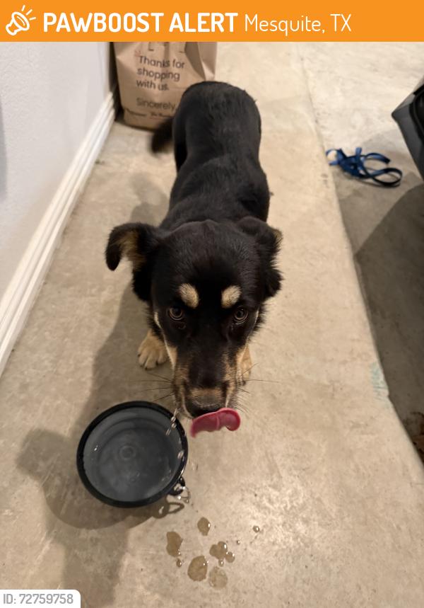 Found/Stray Female Dog last seen Twin oaks & cartwright, Mesquite, TX 75149