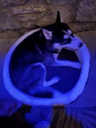 Found/Stray Female Dog last seen Warwick dr, Oklahoma City, OK 73116