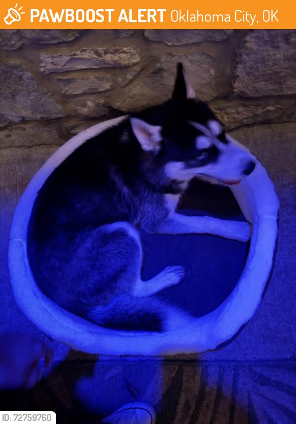Found/Stray Female Dog last seen Warwick dr, Oklahoma City, OK 73116