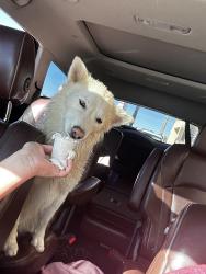 Lost Female Dog last seen Cobalt rd, Victorville, CA 92392