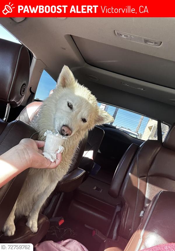 Lost Female Dog last seen Cobalt rd, Victorville, CA 92392