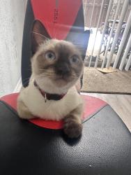 Lost Female Cat last seen Park ln and abrams, Dallas, TX 75231
