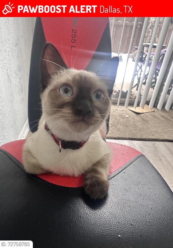 Lost Female Cat last seen Park ln and abrams, Dallas, TX 75231