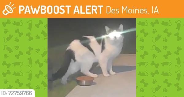 Found/Stray Unknown Cat last seen Walker St & E 15th St, Des Moines, IA 50316