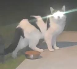 Found/Stray Unknown Cat last seen Walker St & E 15th St, Des Moines, IA 50316