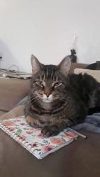 Lost Male Cat last seen Cornell Ave S, Seattle, WA 98178