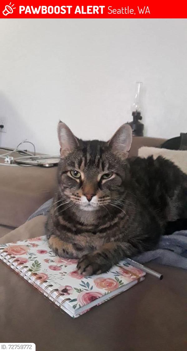 Lost Male Cat last seen Cornell Ave S, Seattle, WA 98178