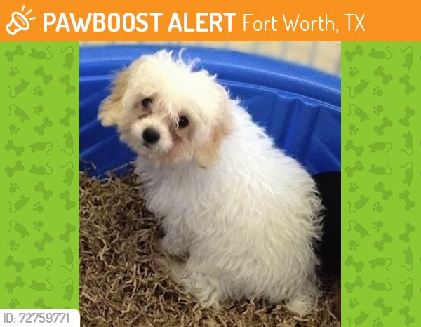 Found/Stray Unknown Dog last seen Gordon Ave & Orange Ave, Fort Worth, TX 76110