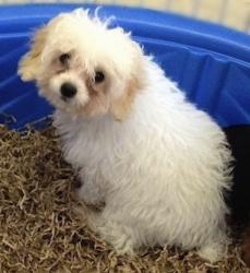 Found/Stray Unknown Dog last seen Gordon Ave & Orange Ave, Fort Worth, TX 76110