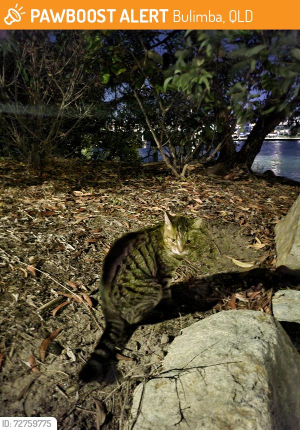 Found/Stray Unknown Cat last seen Jetty near the park, Bulimba, QLD 4171
