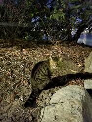 Found/Stray Unknown Cat last seen Jetty near the park, Bulimba, QLD 4171