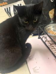 Lost Female Cat last seen Crab lane, moss road, Sankey road, Cannock roa, Staffordshire, England WS11 6DY