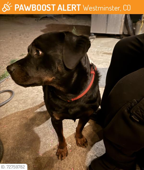 Found/Stray Male Dog last seen 80th and Sheridan, Westminster, CO 80003
