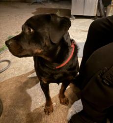 Found/Stray Male Dog last seen 80th and Sheridan, Westminster, CO 80003