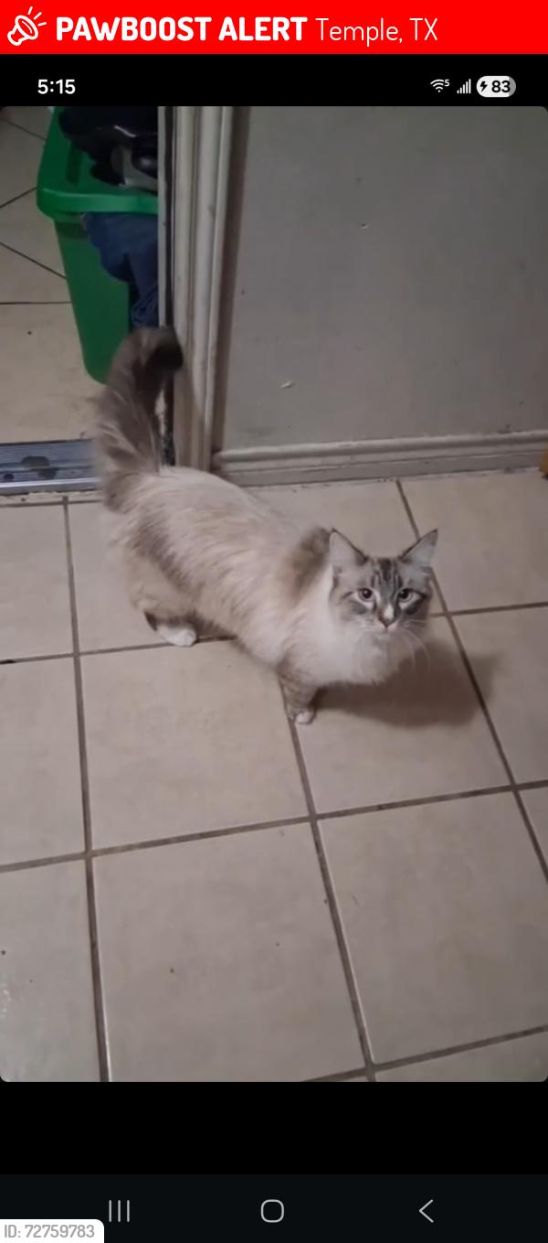 Lost Female Cat last seen Summit ridge apmt , Temple, TX 76502