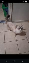 Lost Female Cat last seen Summit ridge apmt , Temple, TX 76502