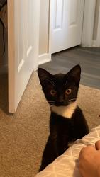 Lost Female Cat last seen Water tank , Dallas, GA 30132