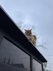 Found/Stray Male Cat last seen S talbott street and e Palmer street , Indianapolis, IN 46225