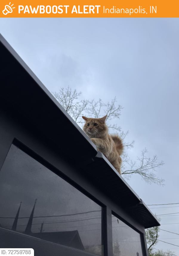 Found/Stray Male Cat last seen S talbott street and e Palmer street , Indianapolis, IN 46225