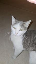 Found/Stray Female Cat last seen Dysart and McDowell, Avondale, AZ 85392