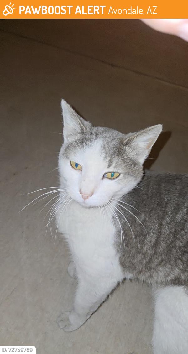 Found/Stray Female Cat last seen Dysart and McDowell, Avondale, AZ 85392