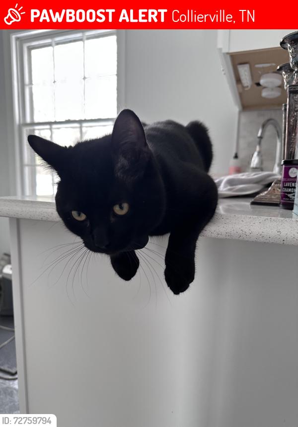 Lost Male Cat last seen Hillwood Lane, Collierville, TN 38017