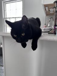 Lost Male Cat last seen Hillwood Lane, Collierville, TN 38017