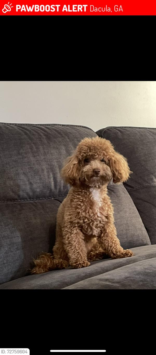 Lost Female Dog last seen Beckenham Place , Dacula, GA 30019