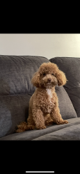 Lost Female Dog last seen Beckenham Place , Dacula, GA 30019