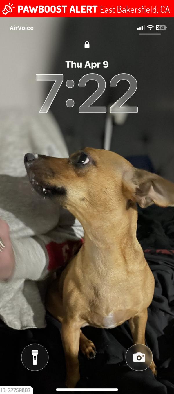Lost Female Dog last seen Flower st and Williams st Bakersfield ca, East Bakersfield, CA 93305