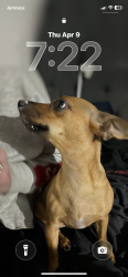 Lost Female Dog last seen Flower st and Williams st Bakersfield ca, East Bakersfield, CA 93305