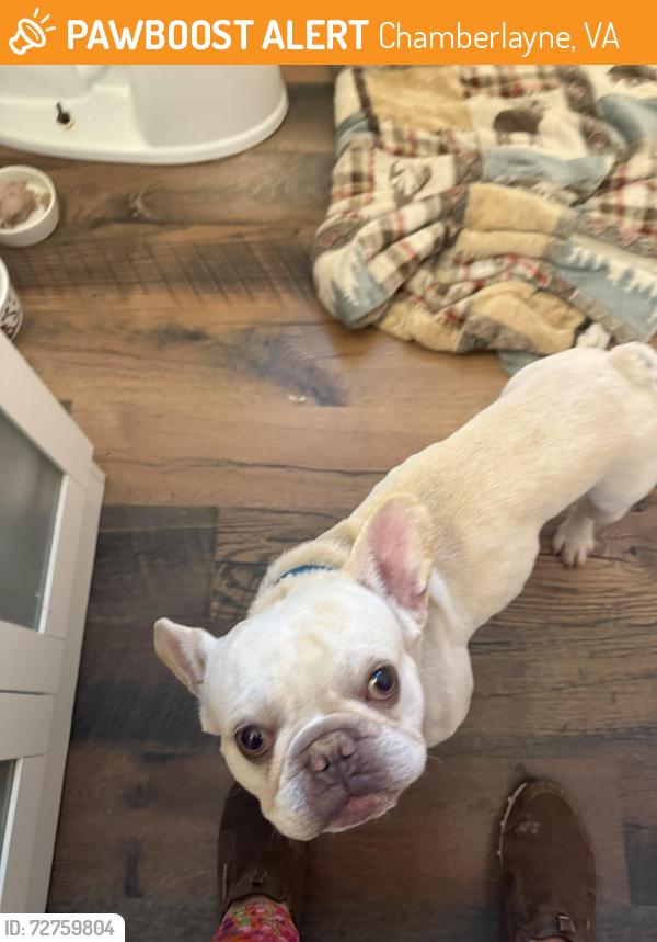 Found/Stray Male Dog last seen Chamberlayne Ave. cross streets unknown, Chamberlayne, VA 23227