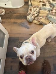 Found/Stray Male Dog last seen Chamberlayne Ave. cross streets unknown, Chamberlayne, VA 23227