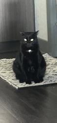 Lost Male Cat last seen Copperspring Blvd and 54, Elfers, FL 34652