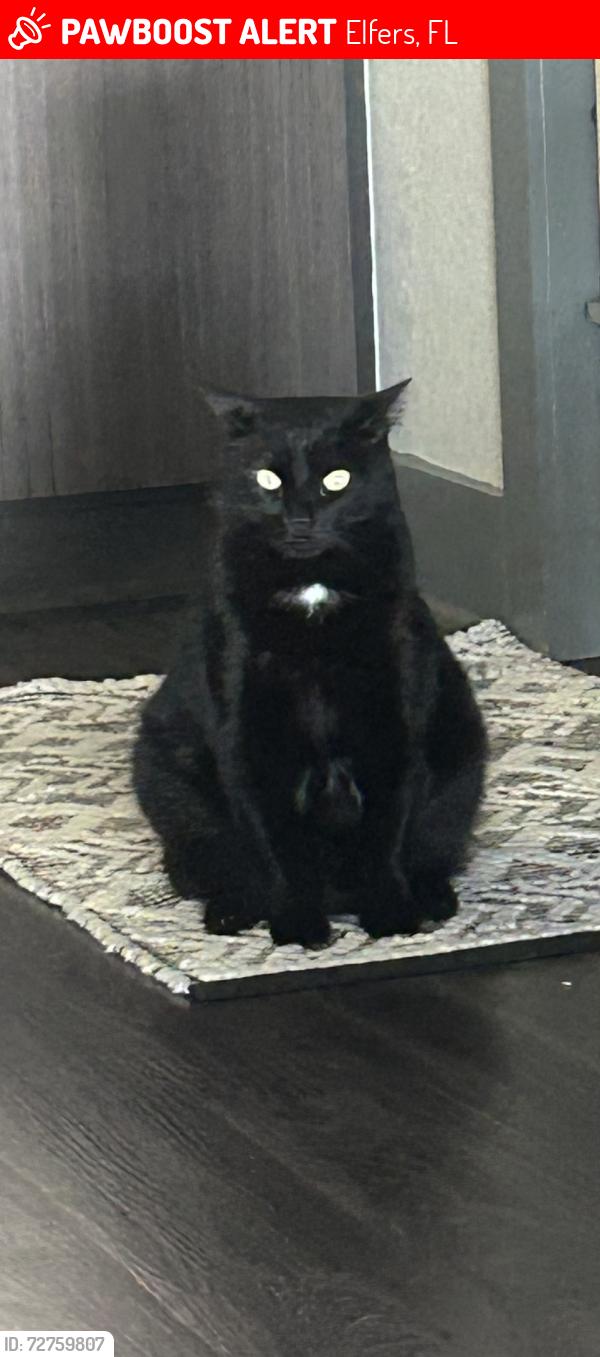 Lost Male Cat last seen Copperspring Blvd and 54, Elfers, FL 34652