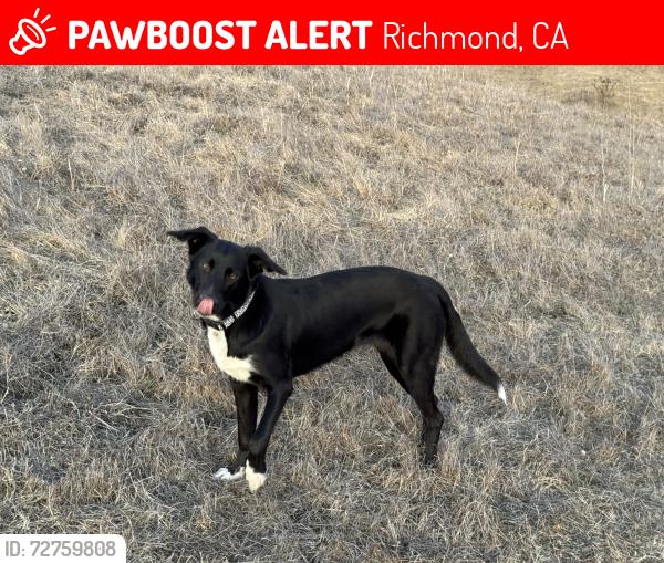 Lost Female Dog last seen Golden gate blvd Richmond , Richmond, CA 94801