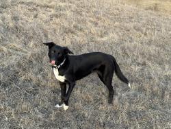 Lost Female Dog last seen Golden gate blvd Richmond , Richmond, CA 94801