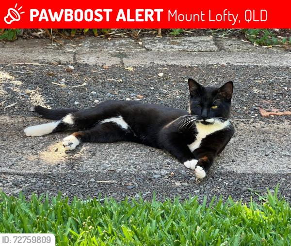 Lost Male Cat last seen Lochel Street, Mount Lofty, Mount Lofty, QLD 4350