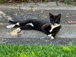Lost Male Cat last seen Lochel Street, Mount Lofty, Mount Lofty, QLD 4350