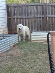 Found/Stray Female Dog last seen Lynch Rd & 42 E, Selma, NC 27576