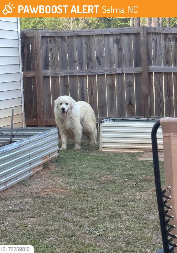 Found/Stray Female Dog last seen Lynch Rd & 42 E, Selma, NC 27576